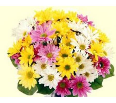 Wrapped Daisy Bouquet - Colours May Vary