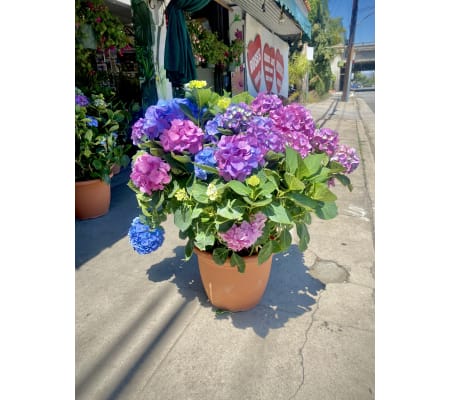Patio Tub Hydrangea PURPLE/BLUE