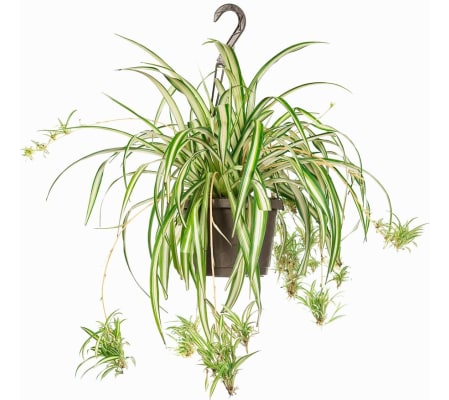 Perfect Spider Plant Hanging Basket