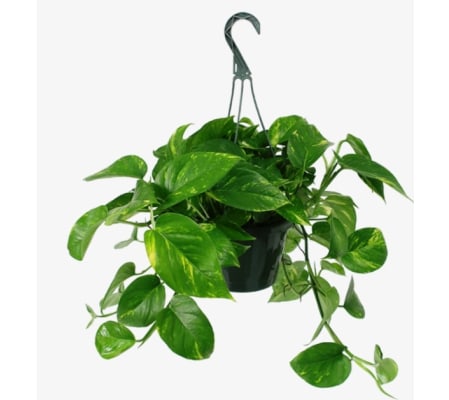Hanging Pothos Plant-P