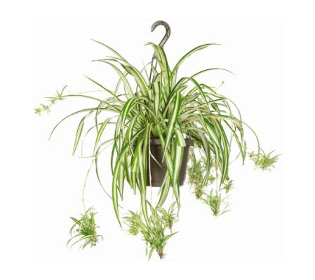 Perfect Spider Plant Hanging Basket-M