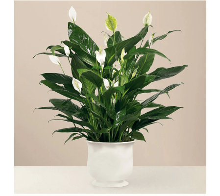 Elegant Comfort Planter