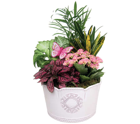 In Door Garden in Victorian Ceramic Pot