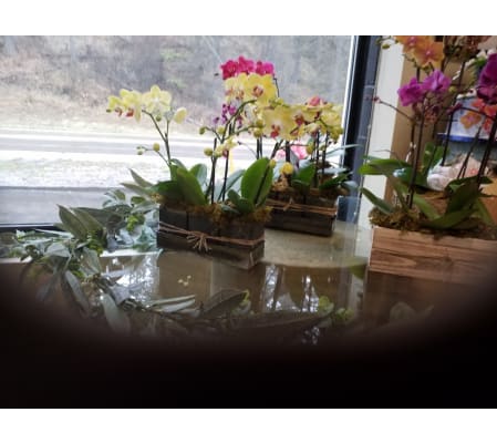 MOTHER'S DAY ORCHIDS