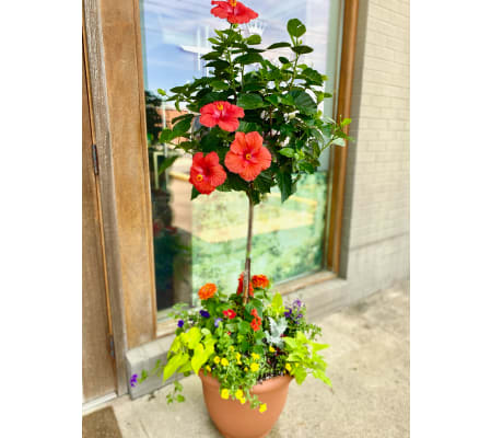 Hibiscus Topiary Planter