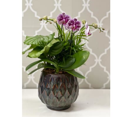 Ogee Orchid Dish Garden
