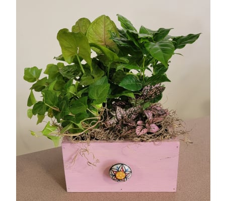 PINK PAINTED WOODEN BOX GARDEN