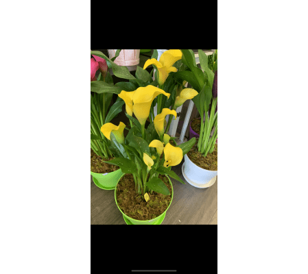 Calla plant