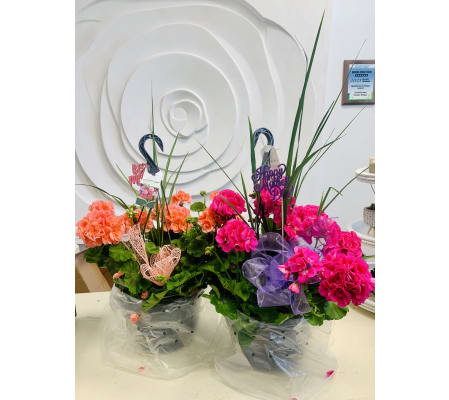 Mother's Day Geranium Hanging Baskets