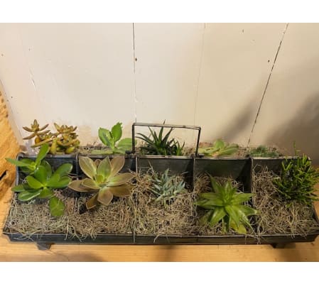 Succulent Ten out of Tin Garden