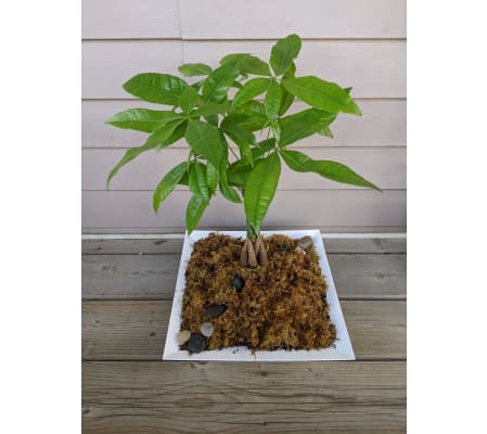 Maezy's Petals Money Tree