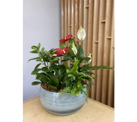 Anthurium & Peace Lily Planter