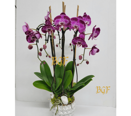 Amethyst Affection Orchids