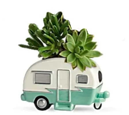 Camping Succs-ulents Planter