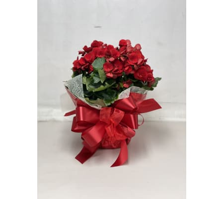 Begonia color May vary