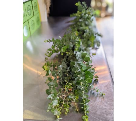 Fresh Eucalyptus Swag