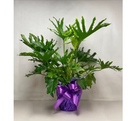 Green plant variety may vary