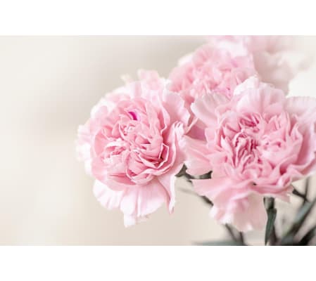 Get a Dozen, Give a Dozen Campaign - COLOURS ASSORTED