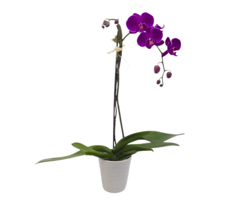 Royal Fuchsia Orchid