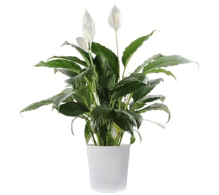 Peace Lily Sympathy