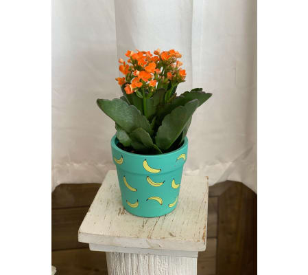 Lil' Runts  - Banana Planter