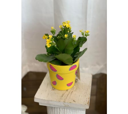 Watermelon Planter Lil Runts