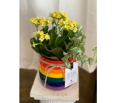 Rainbow Mason Jar Dish Garden Planter