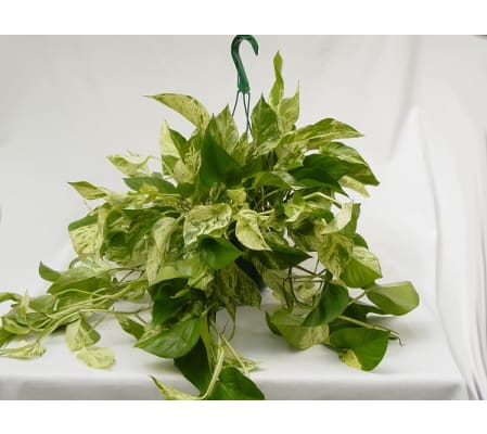 hanging verigated pothos