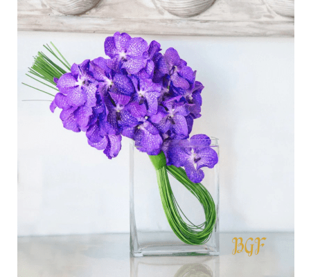 Vibrant Vanda Orchid