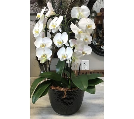Cascading Orchid Splendor