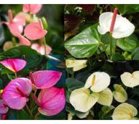 Anthuriums Plant In Basket