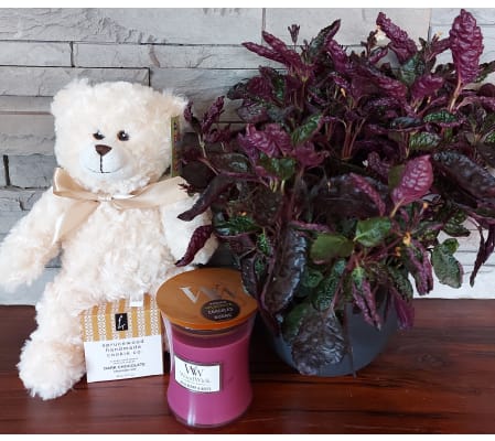 Back to School Plant and Gift Package