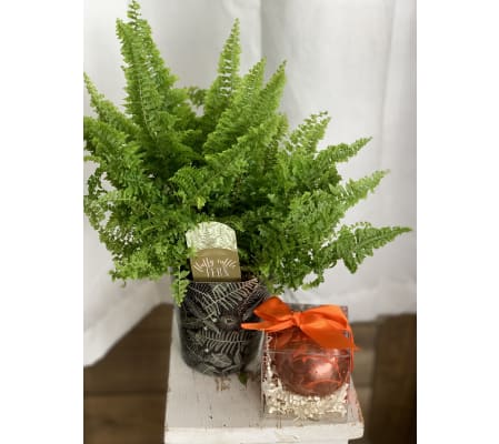 Fern and Hot Chocolate Bomb Combo