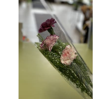 3 Carnations Wrapped in Cellophane