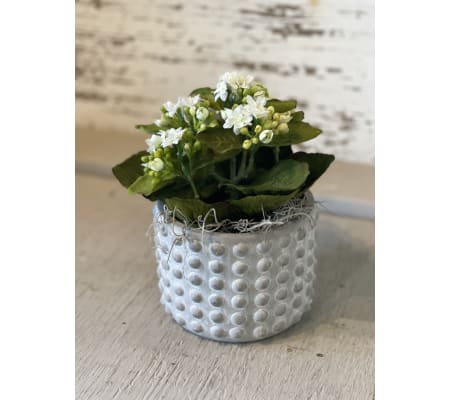 Small Concrete Pot with Kalonchoe