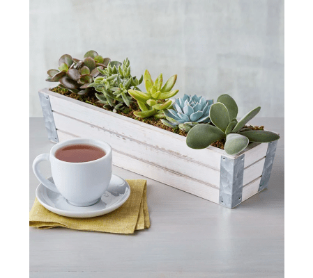 Succulents in Wood