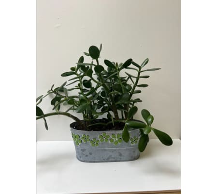 Jade Plant In Metal Pot