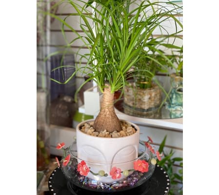 Bonsai Tree with Modern Desigh Container