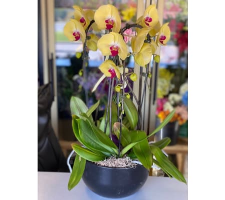 Three Waterfall Orchid Plants