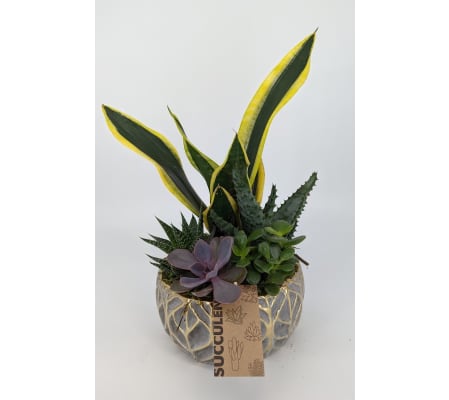 Blumz Succulent Planter