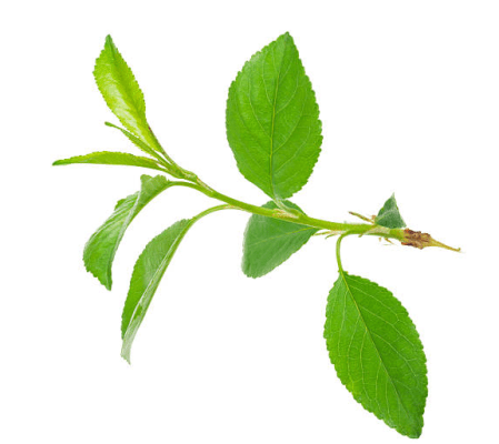 TALL & AIRY ARRANGEMENT