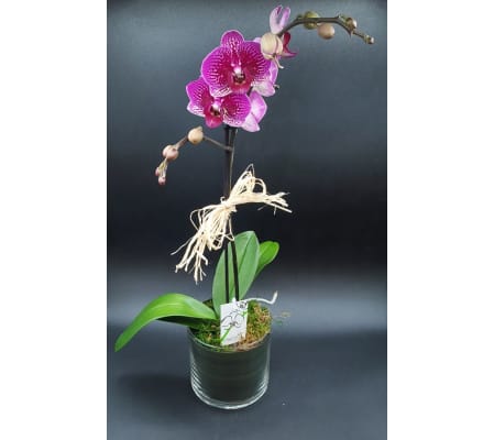 Mulberry Orchid Plant