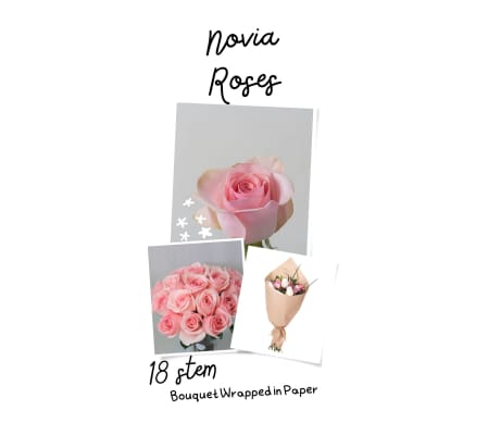 12/18/24 Pink Novia Roses Wrapped