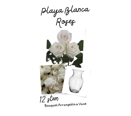 12/18 or 24 Playa Blanca Roses in a Vase