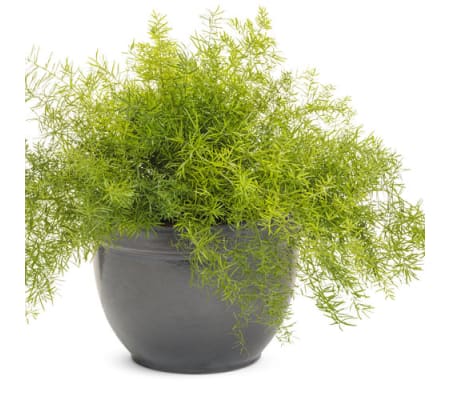 LARGE ASARAGUS FERN IN 14 INCH POT