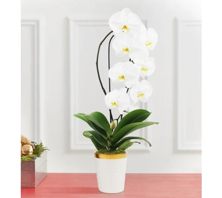 Elegance in Phalaenopsis