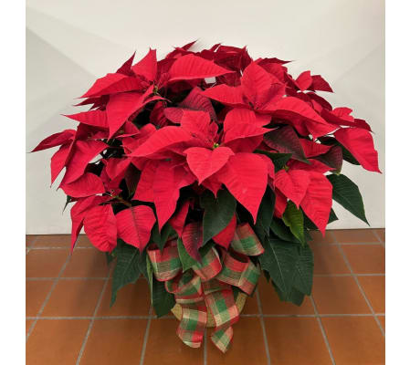 Country Holiday Poinsettia