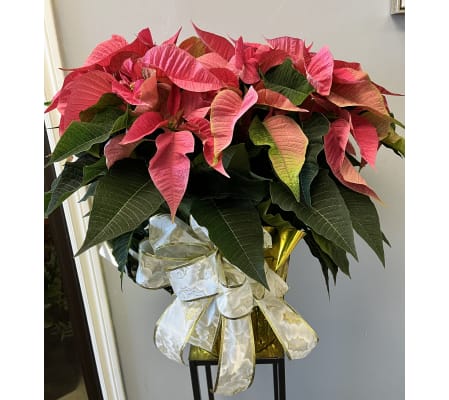 10” Pink Pointsettia with Bow
