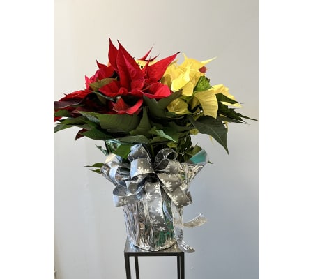 8” Red/White Mix Pointsettia