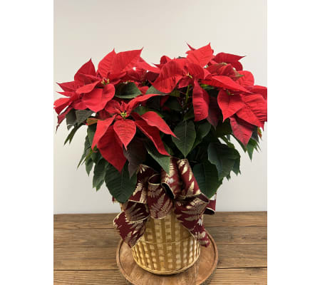 Poinsettia 36